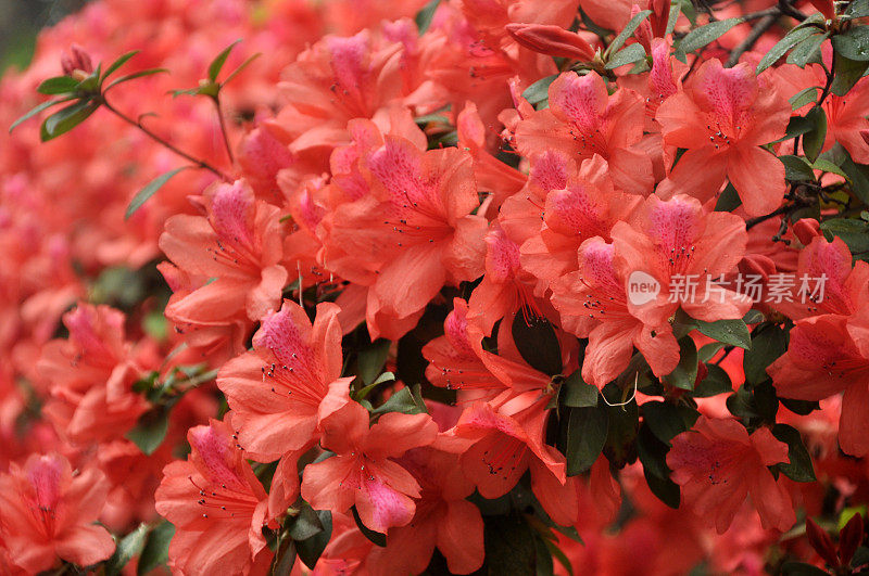 Rhododendron Simsii /红色杜鹃花